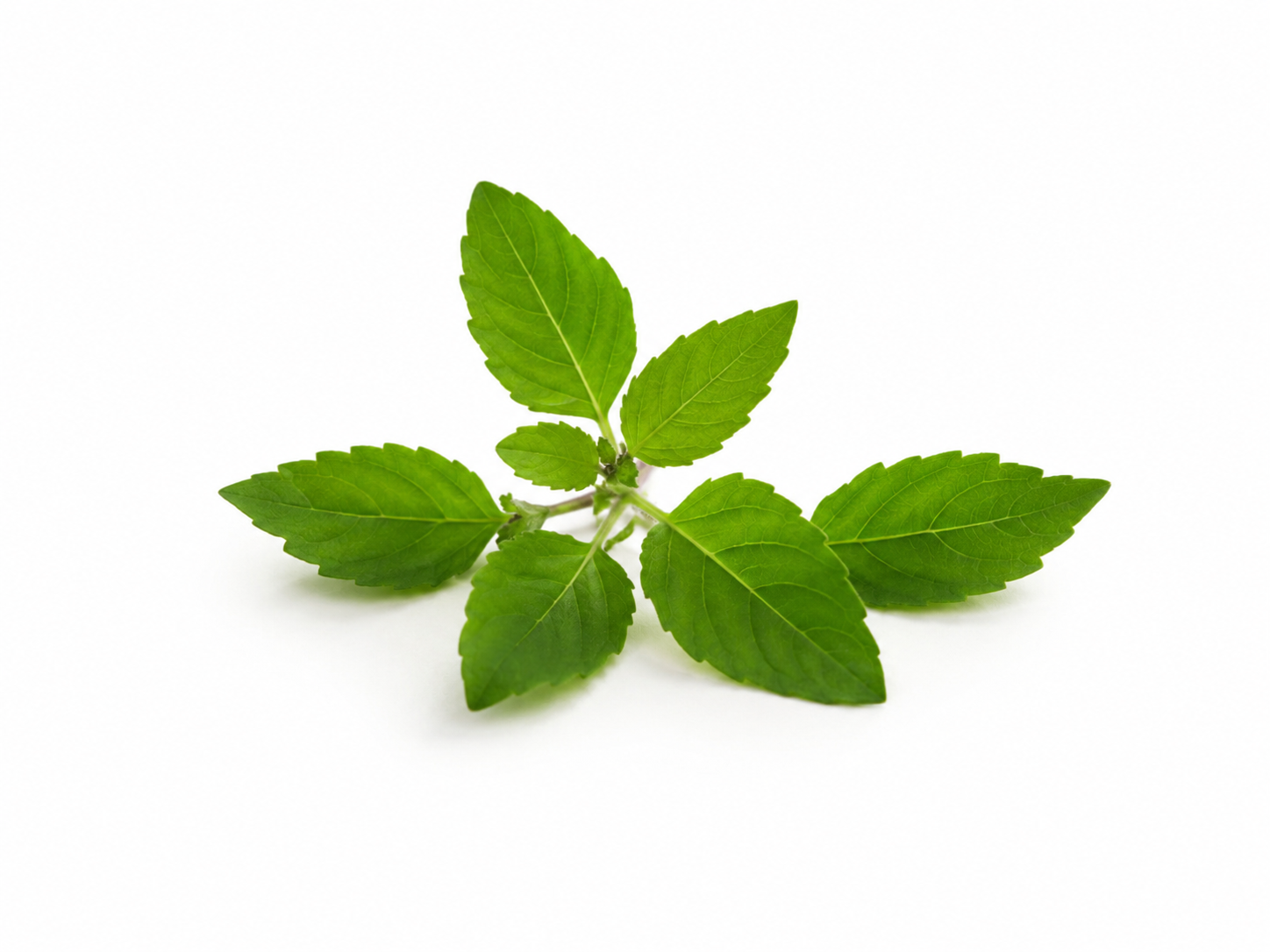 Tulsi