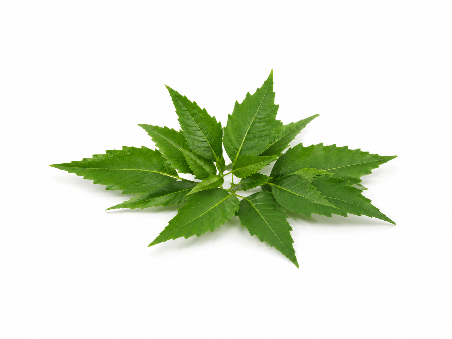 Neem