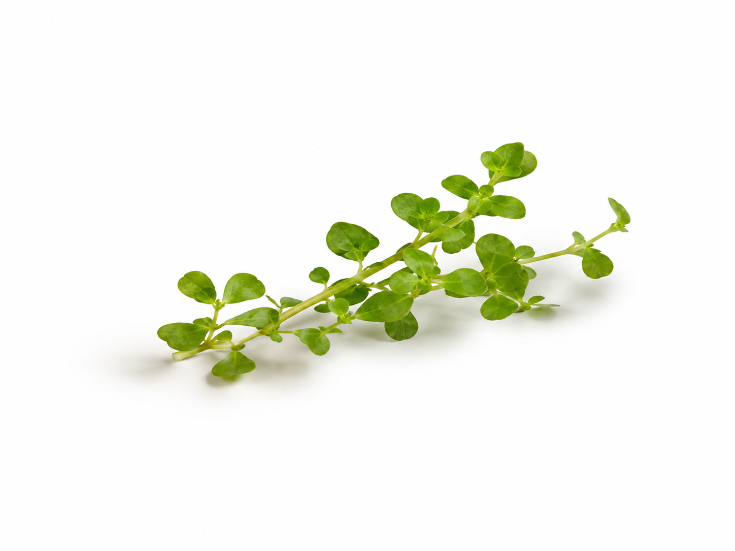 Brahmi